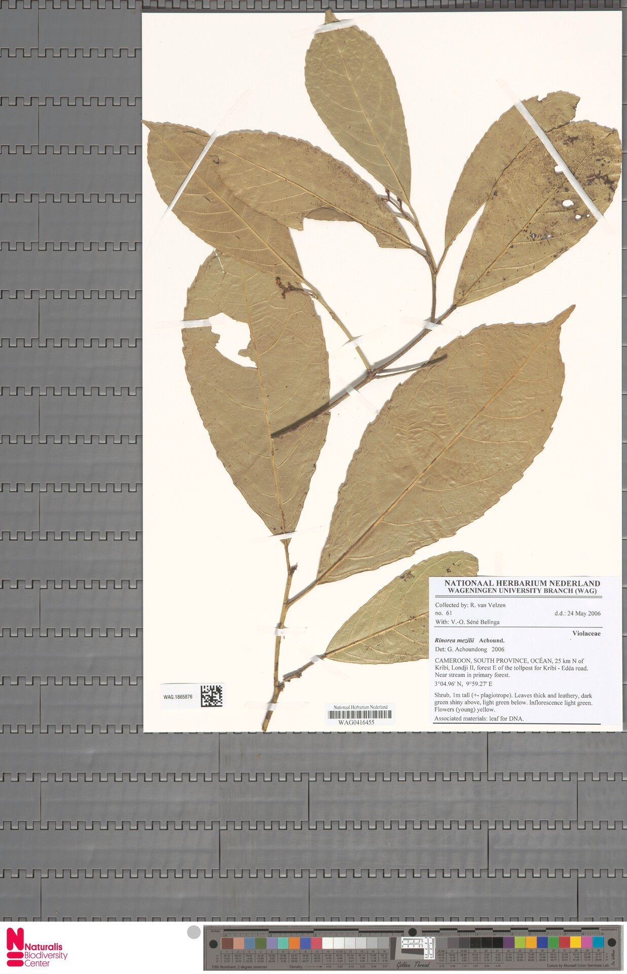 Rinorea mezilii — houseplant care guide