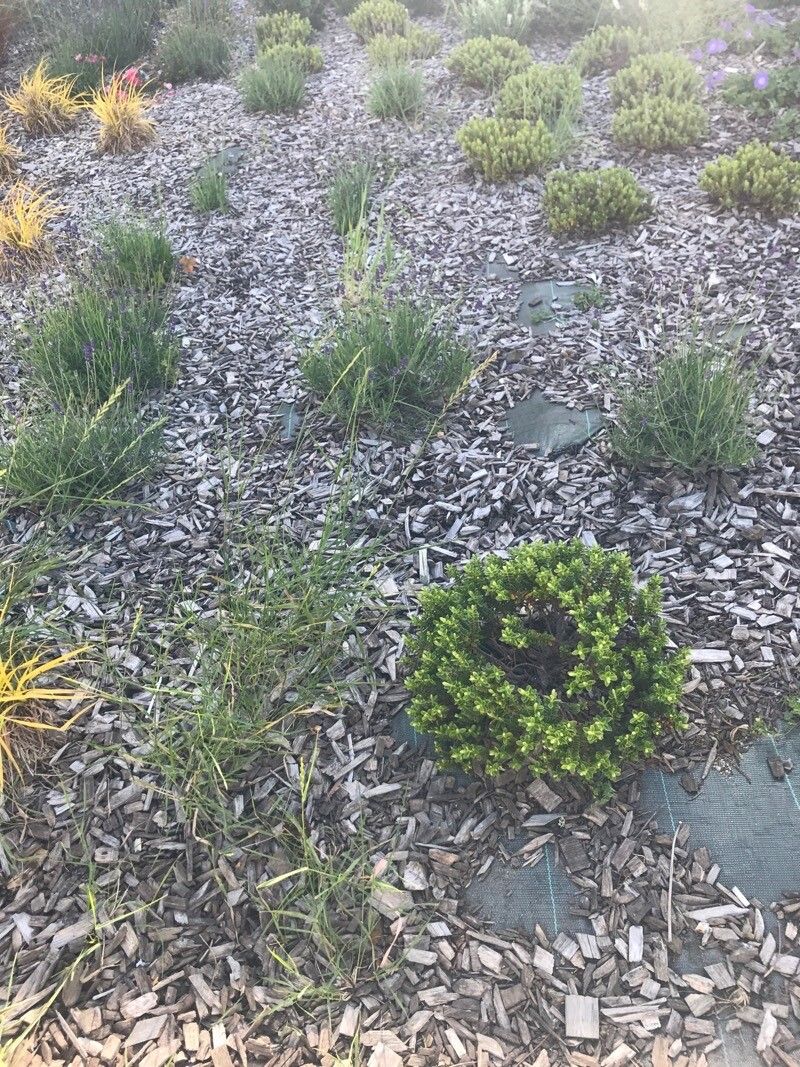 Thymus membranaceus leaf