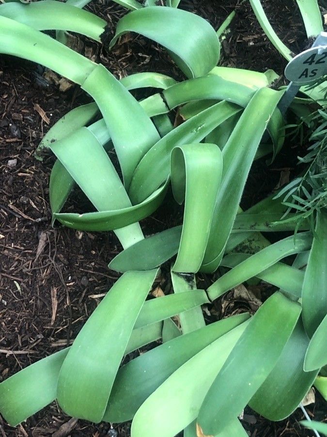 Haemanthus albiflos leaf
