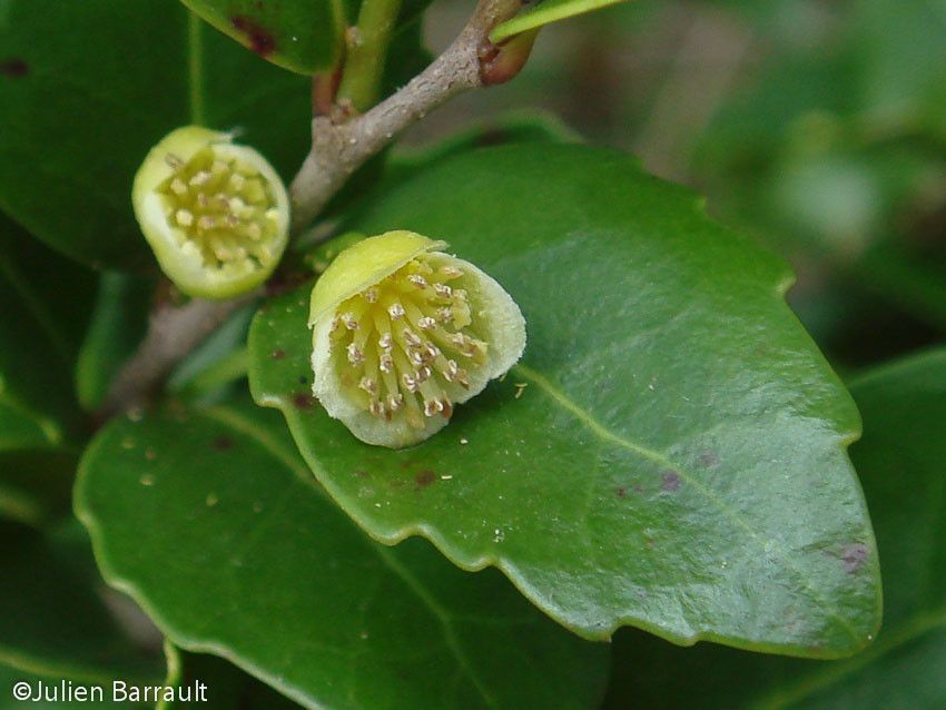 Xylosma pancheri — search result for 'Xylosma'