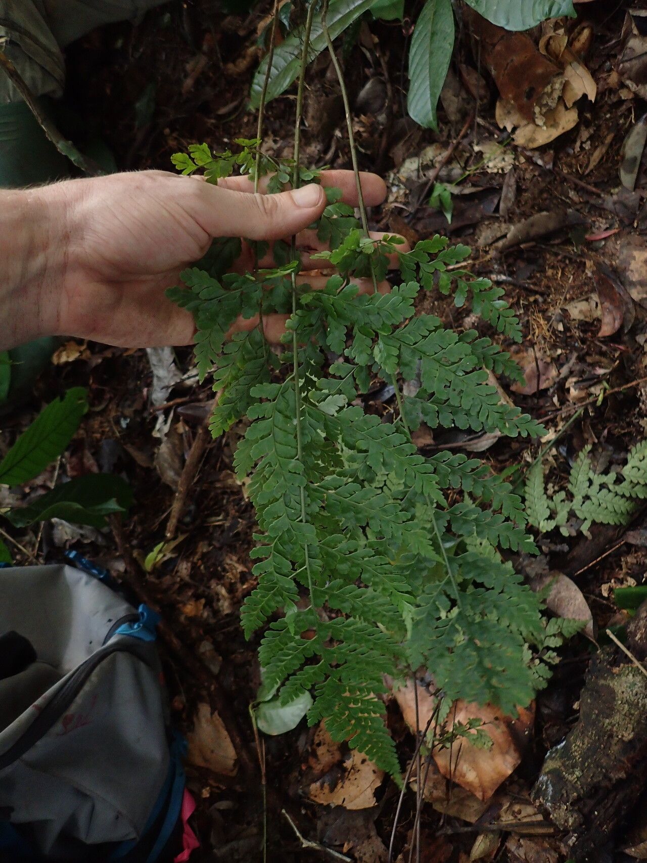 Triplophyllum dimidiatum — related species from the same genus