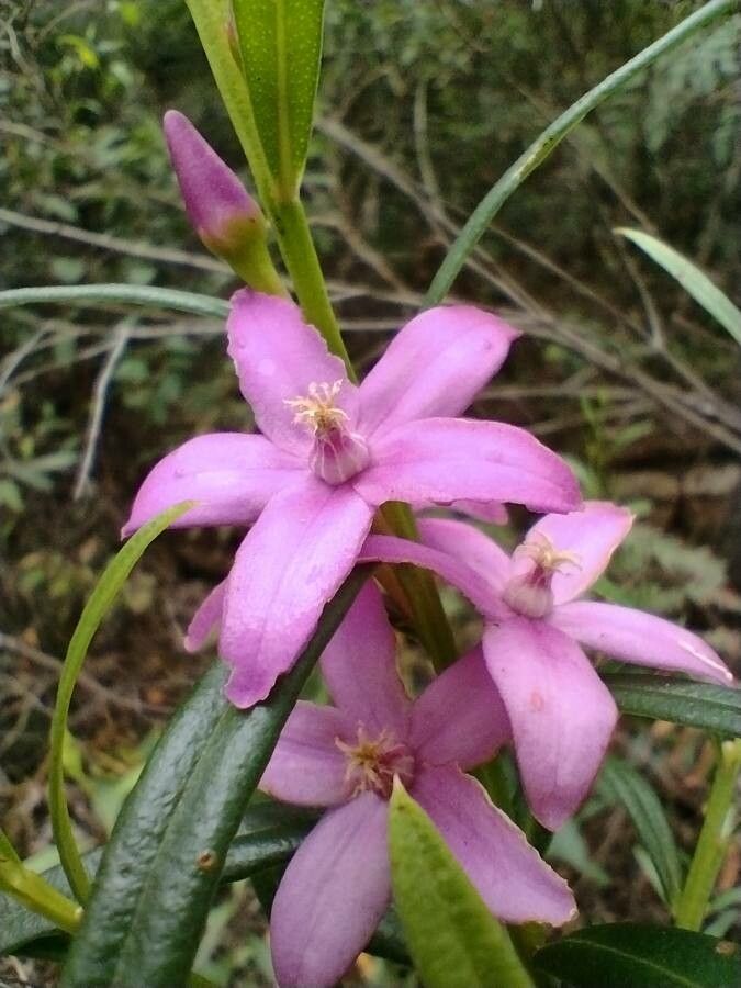 Crowea saligna — search result for 'Rutaceae'