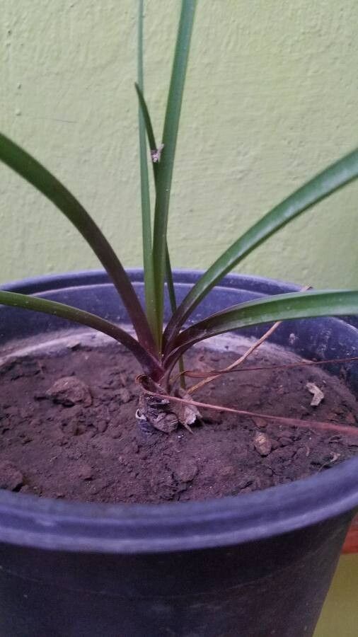 Zephyranthes minuta leaf