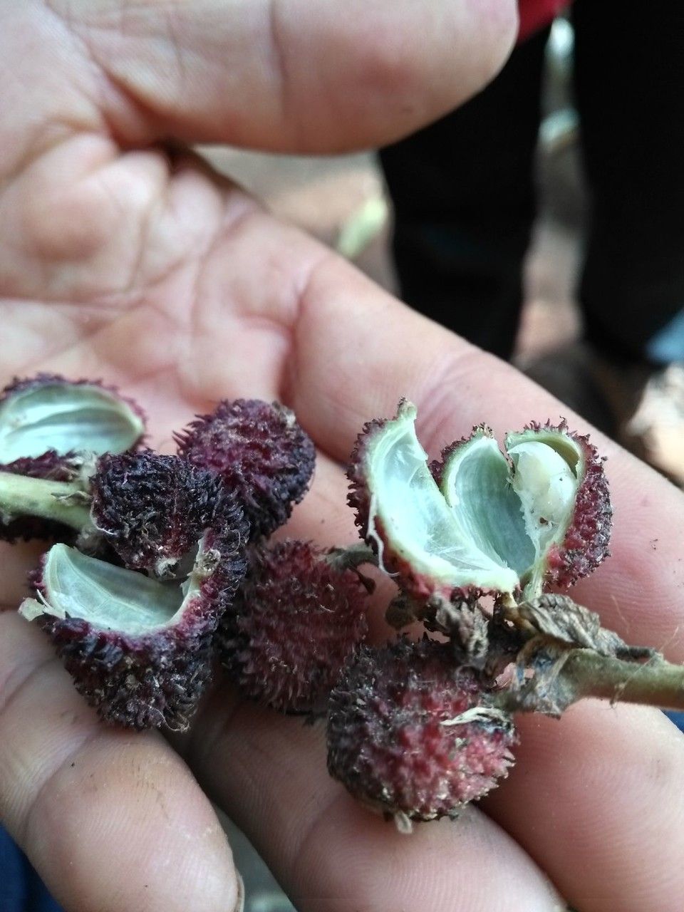 Amomum villosum fruit