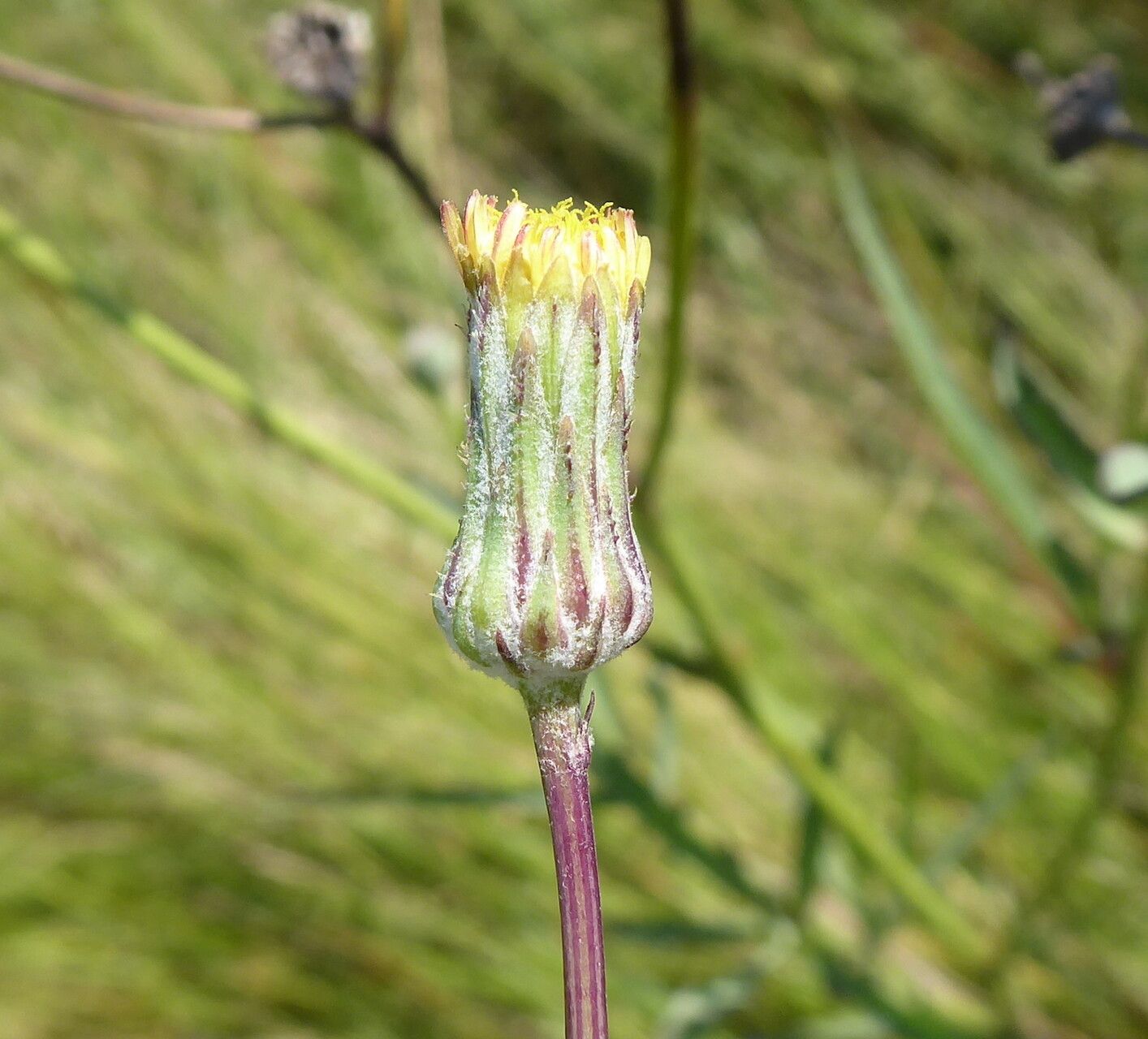 Sonchus dregeanus flower