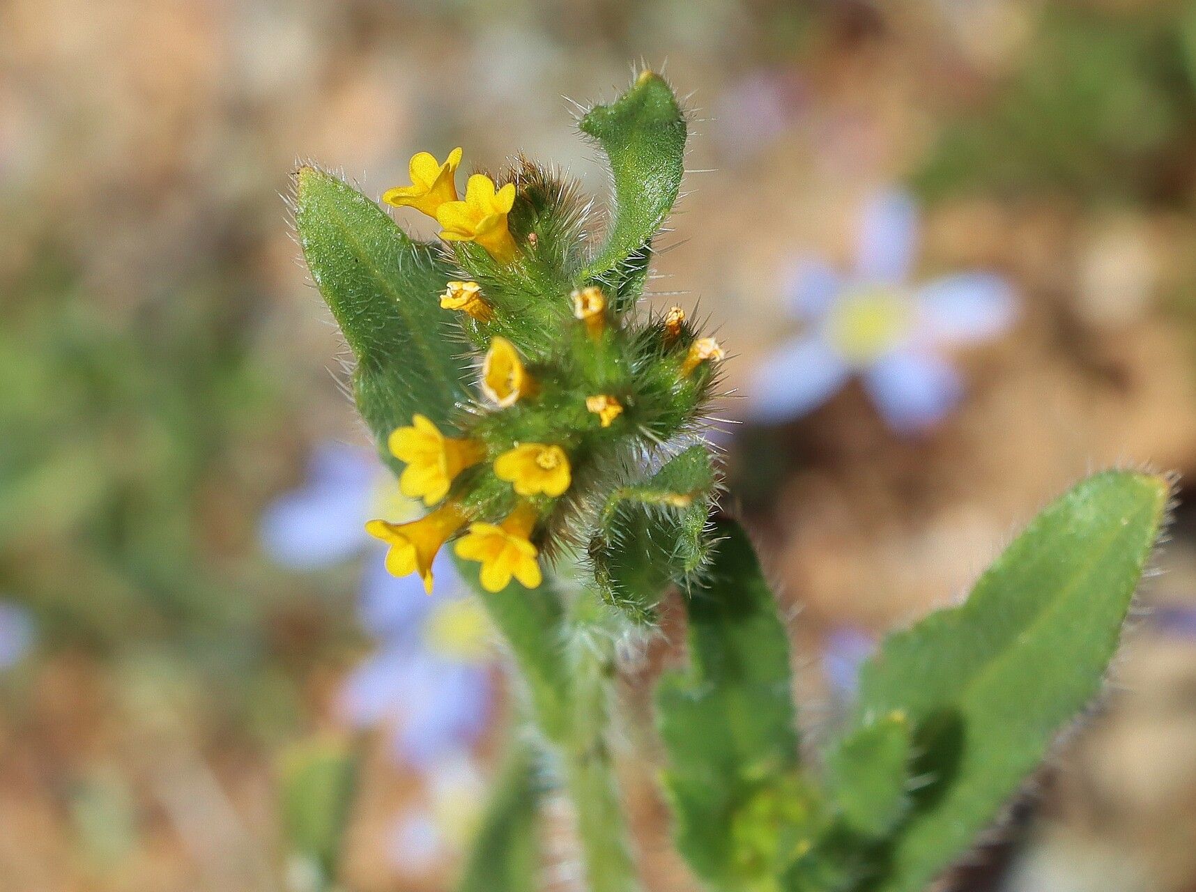 Amsinckia calycina flower