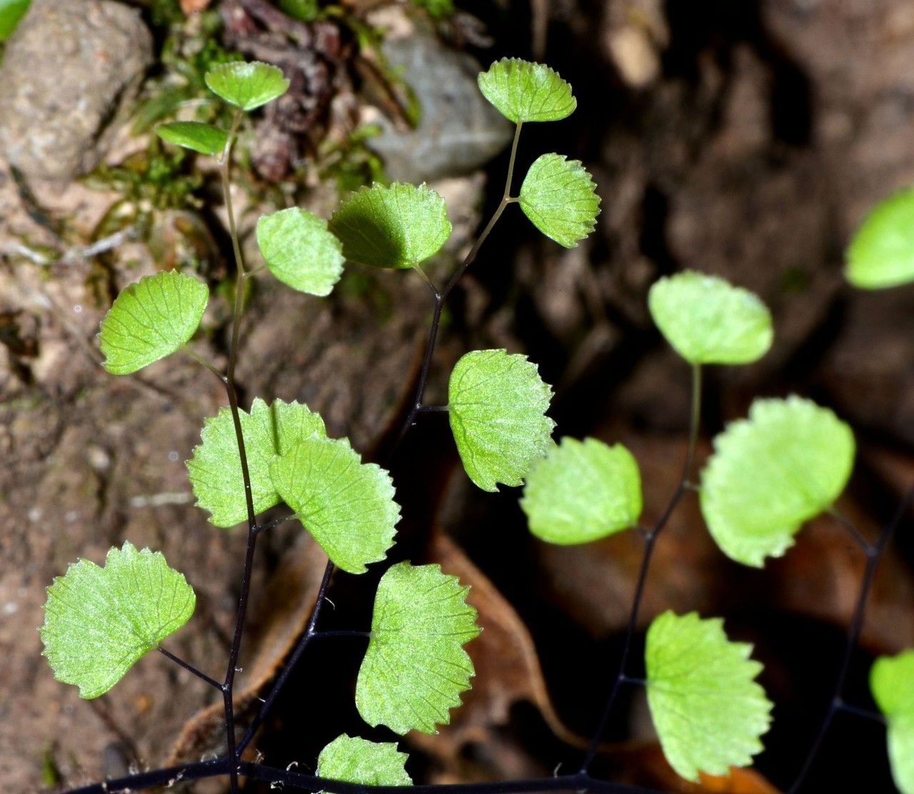 Adiantum jordanii habit