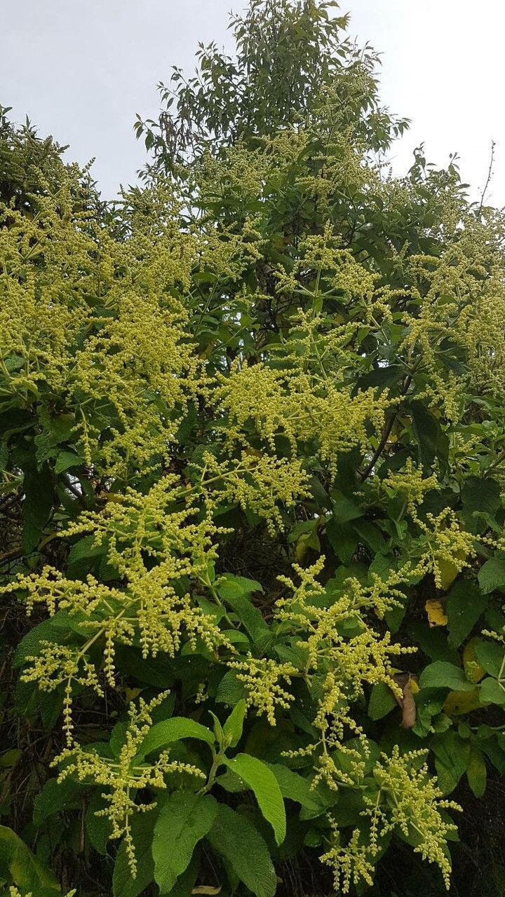Lepechinia betonicifolia habit