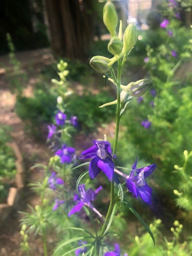Consolida orientalis flower
