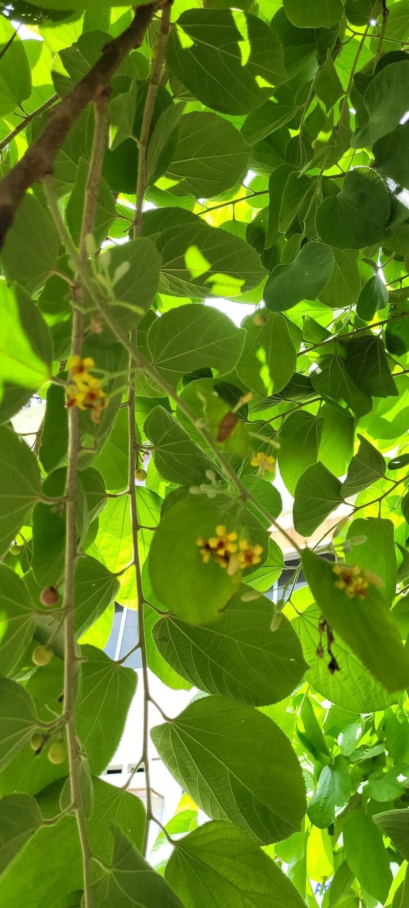 Grewia asiatica flower
