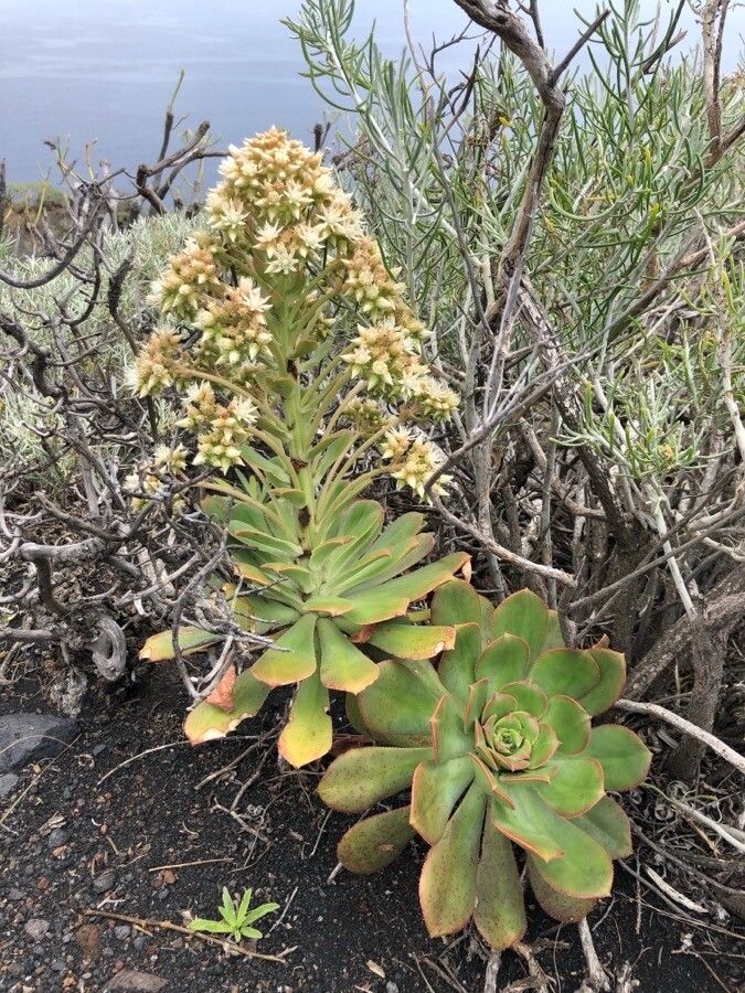 Aeonium pseudourbicum flower