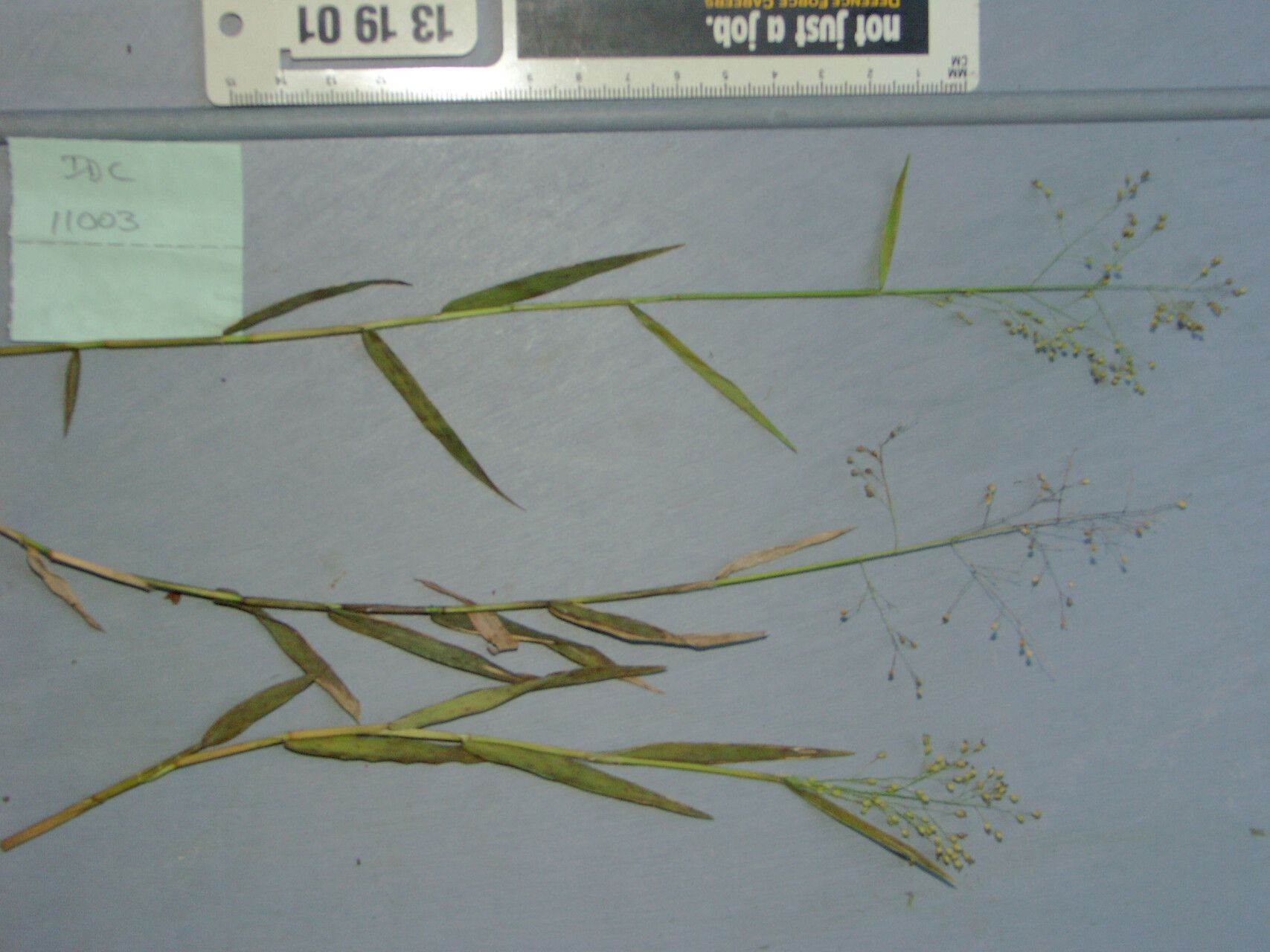 Isachne clarkei — related species from the same genus