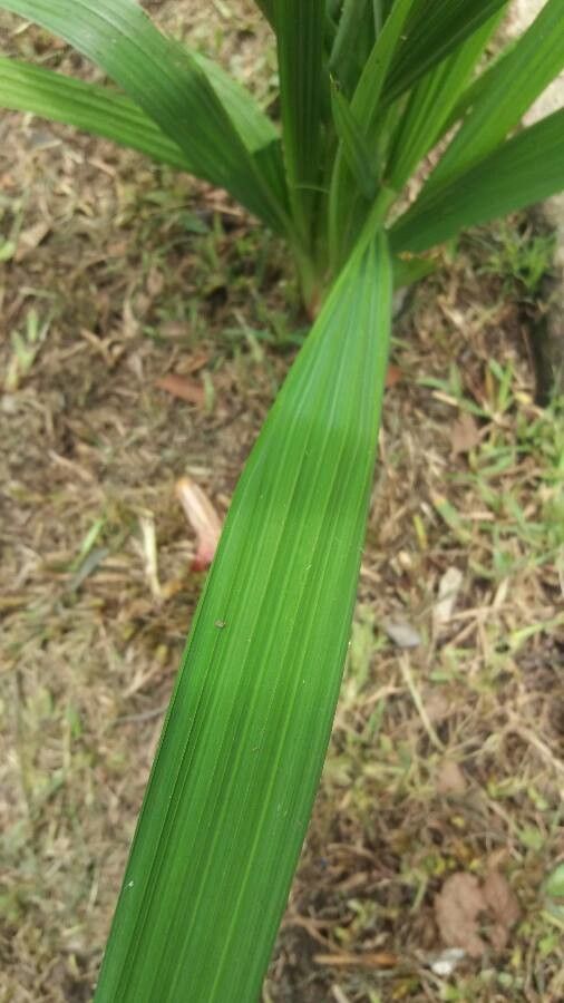 Tigridia pavonia — search result for 'Ecuador'