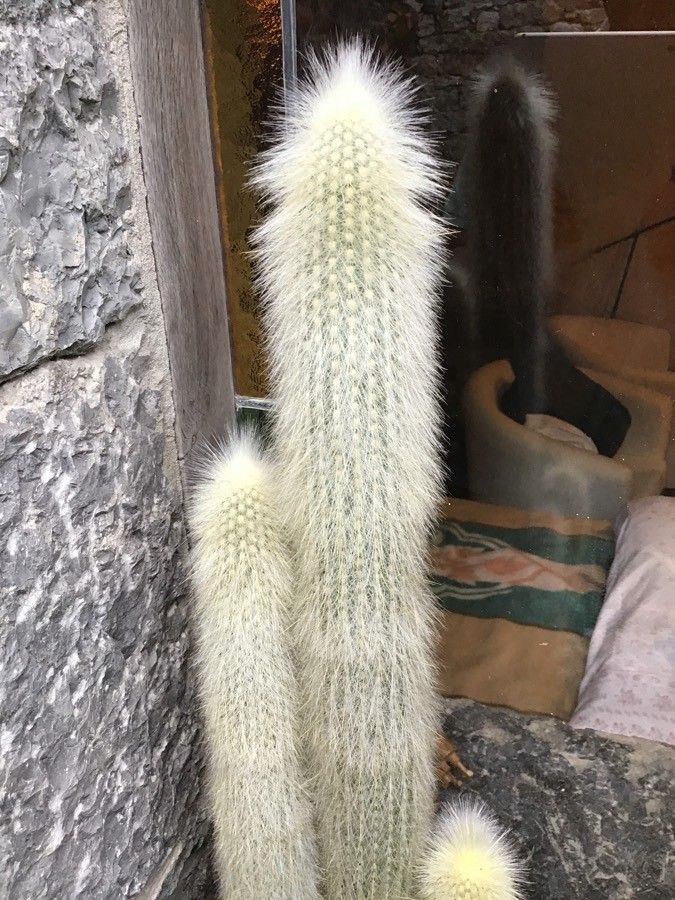 Espostoa lanata leaf