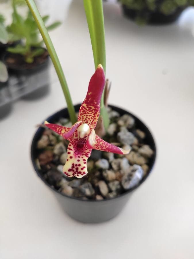 Maxillaria tenuifolia — search result for 'Nicaragua'