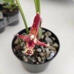 Maxillaria tenuifolia