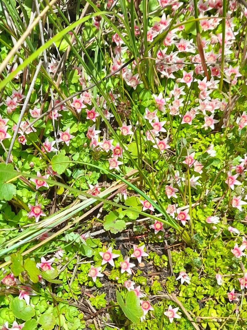 Anagallis alternifolia habit