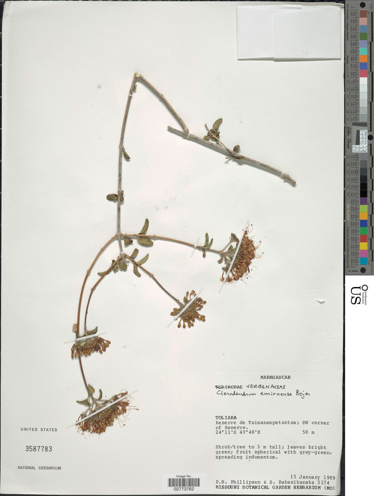 Clerodendrum emirnense — houseplant care guide