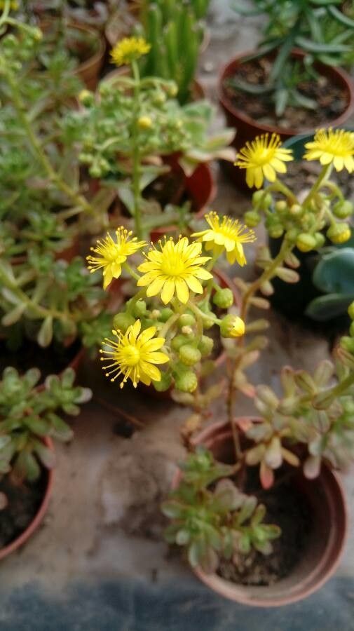 Aeonium sedifolium flower