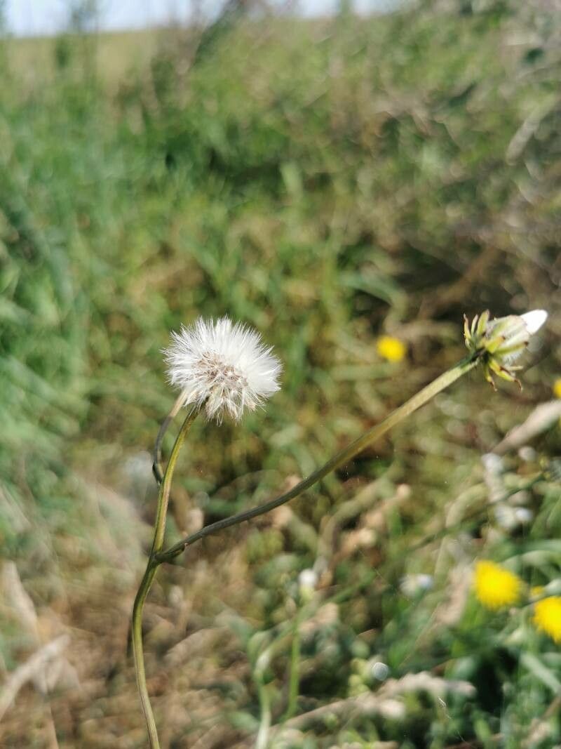 Crepis biennis fruit