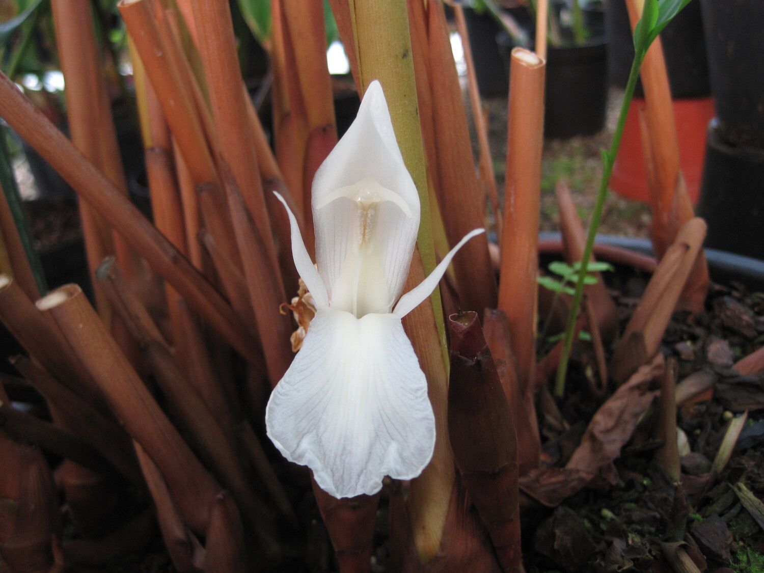 Aframomum kayserianum — houseplant care guide