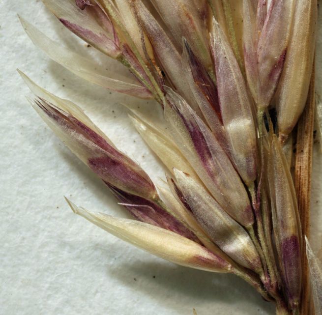 Calamagrostis koelerioides — search result for 'Calamagrostis'