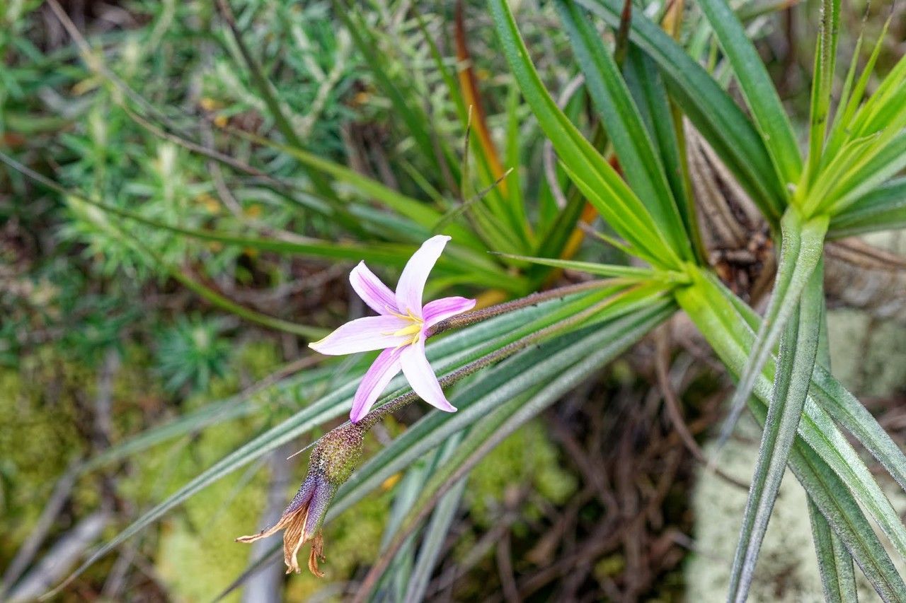 Xerophyta dasylirioides flower