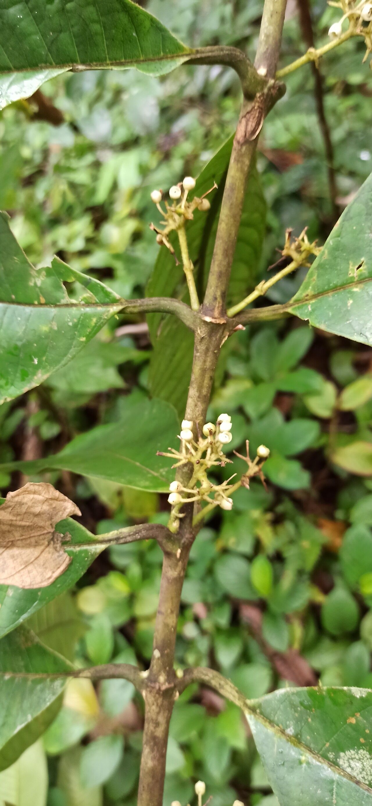 Pauridiantha efferata flower