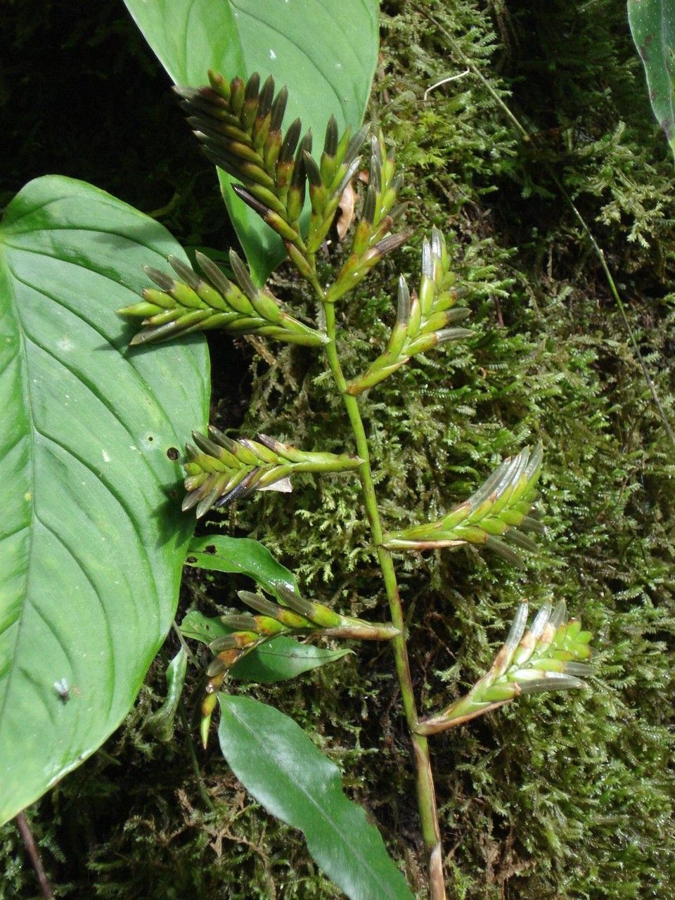 Racinaea spiculosa other