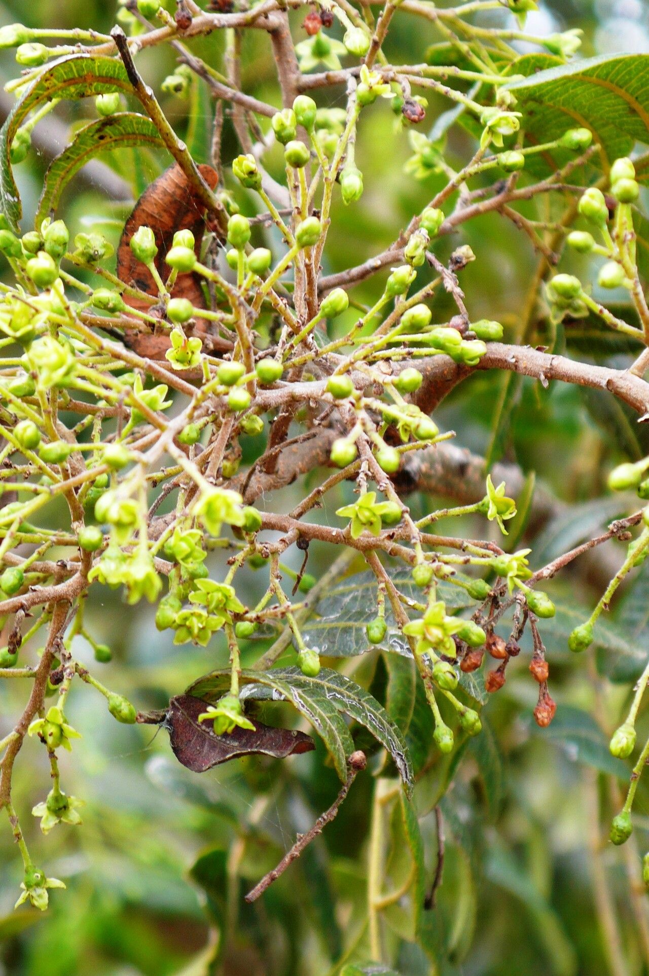 Schinopsis brasiliensis — related species from the same genus