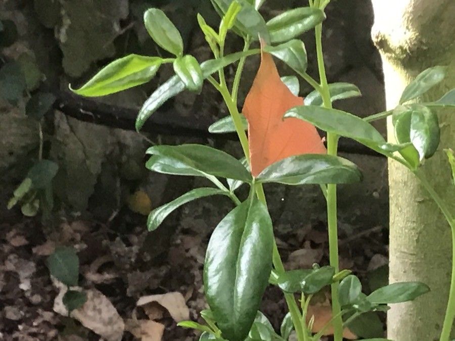 Jasminum odoratissimum leaf