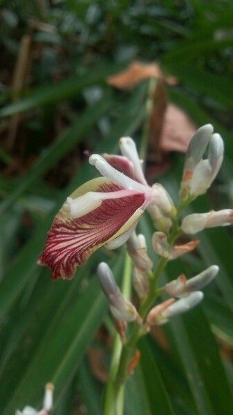 Alpinia calcarata flower