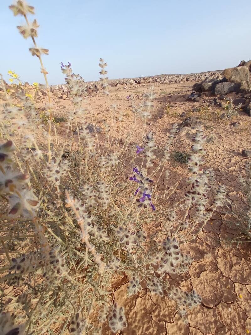 Salvia lanigera — search result for 'Egypt'