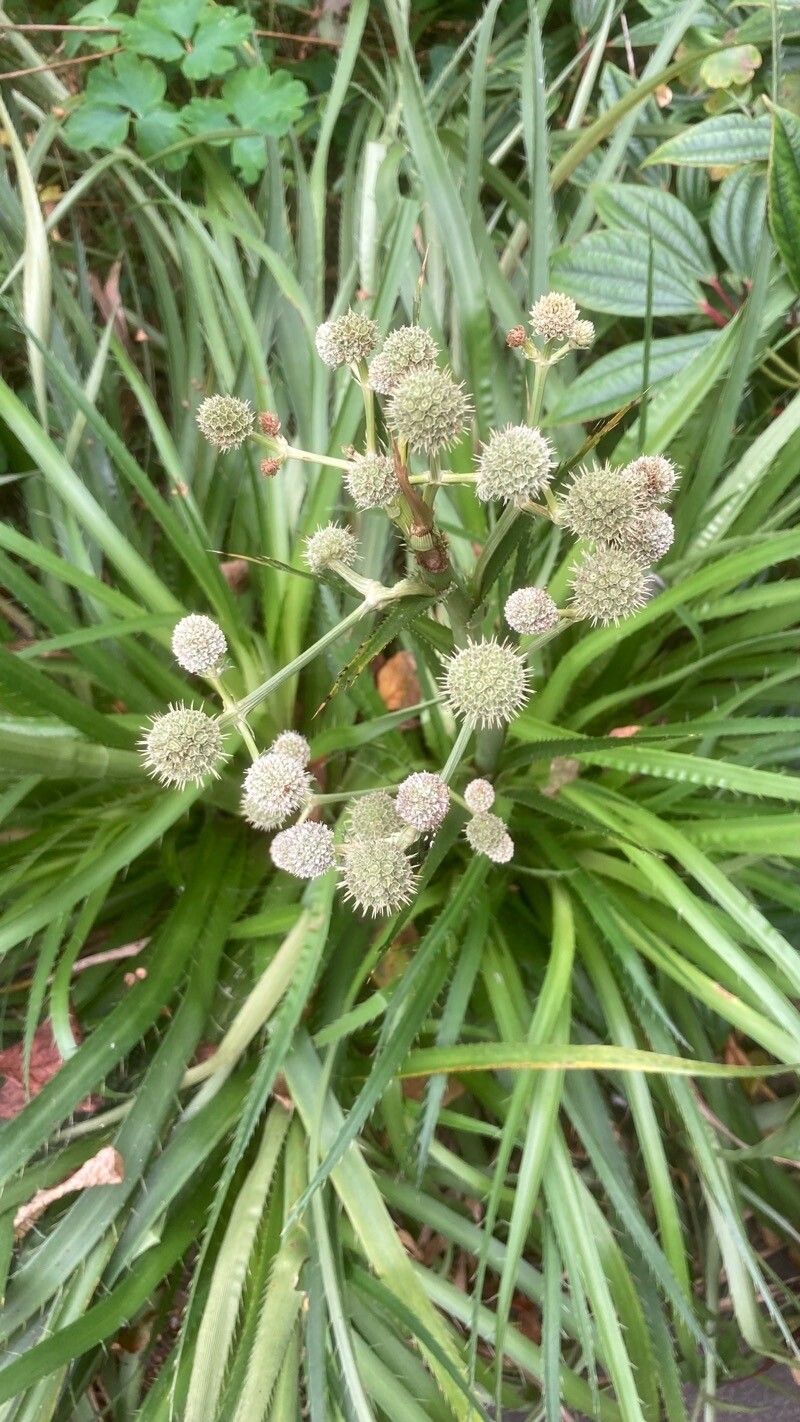 Eryngium yuccifolium fruit