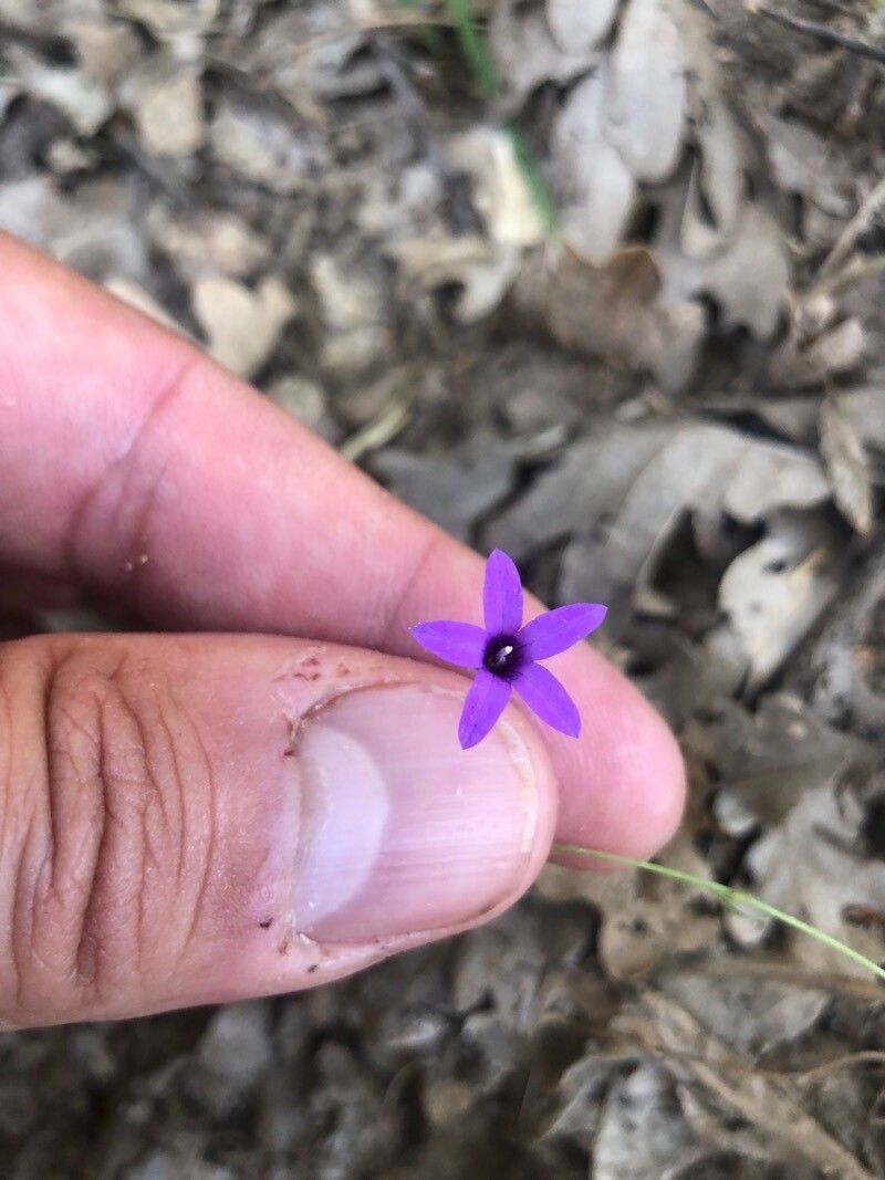 Campanula matritensis flower