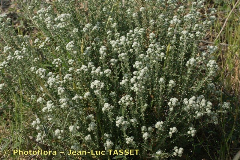 Teucrium lusitanicum habit