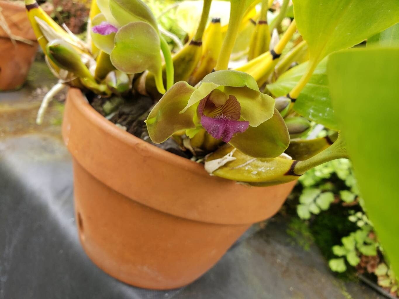 Bifrenaria inodora flower