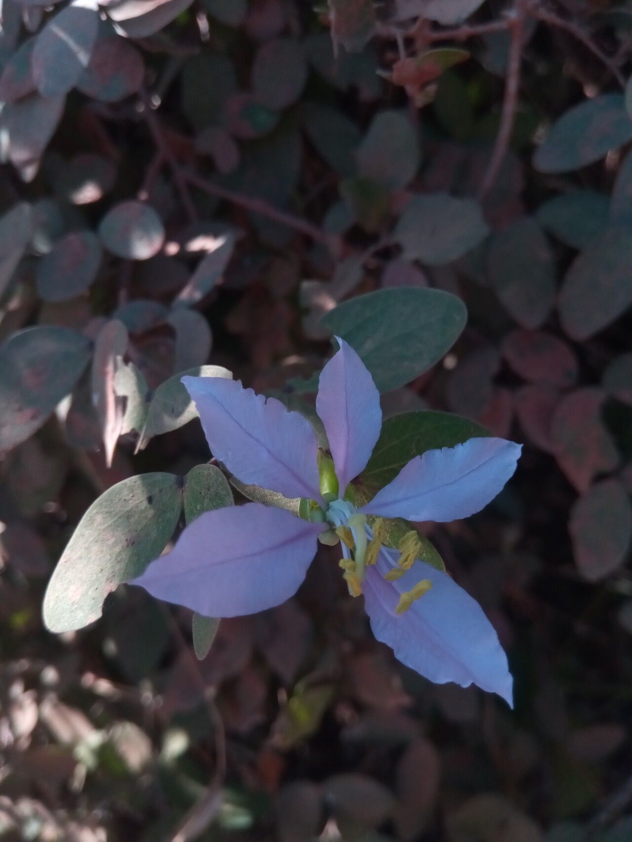 Bauhinia morondavensis flower