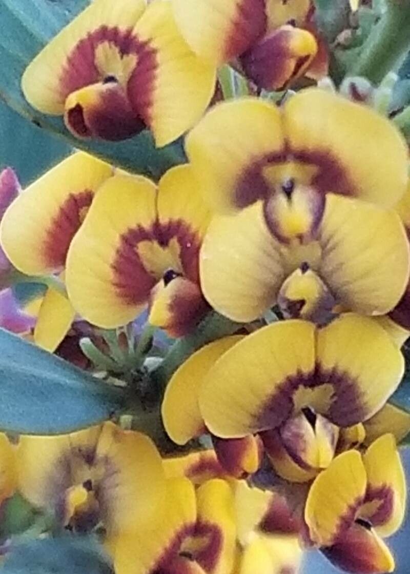 Daviesia latifolia flower