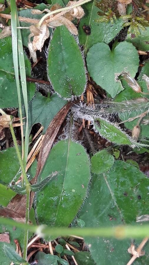 Hieracium vulgatum — houseplant care guide