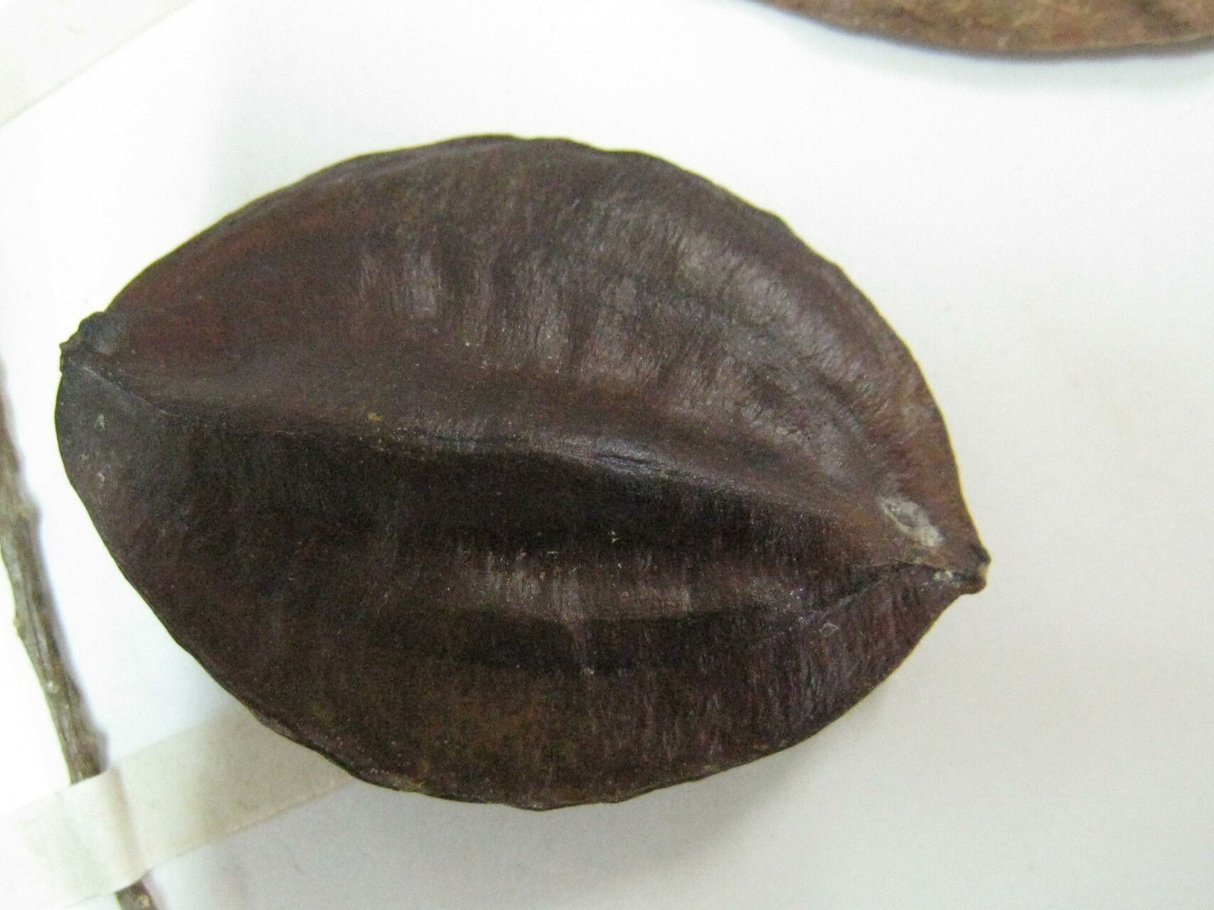 Terminalia dichotoma other