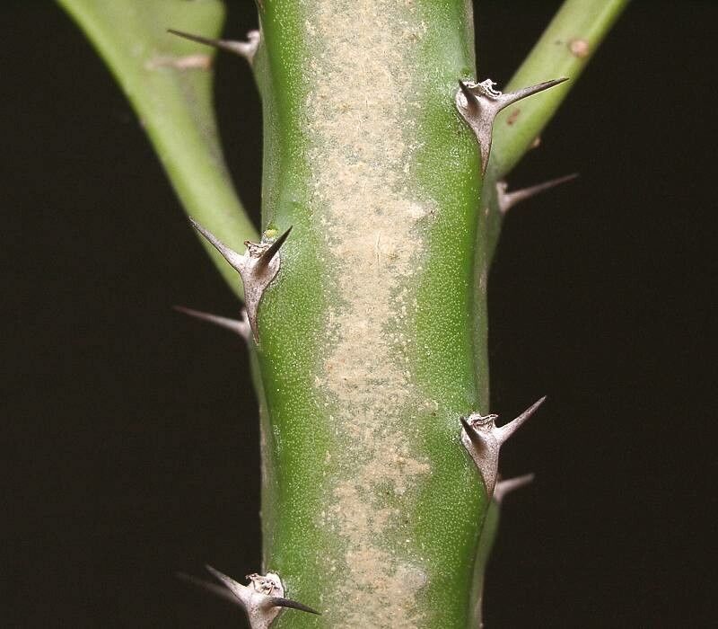 Euphorbia epiphylloides leaf