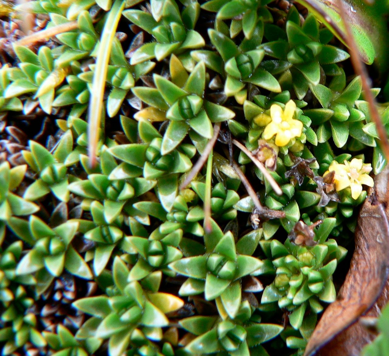 Valeriana aretioides leaf