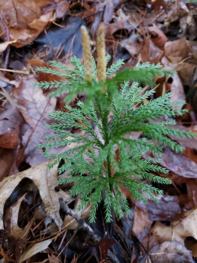 Dendrolycopodium dendroideum habit