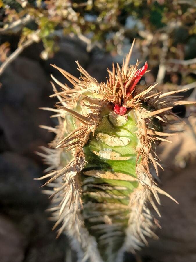 Euphorbia neohumbertii — houseplant care guide