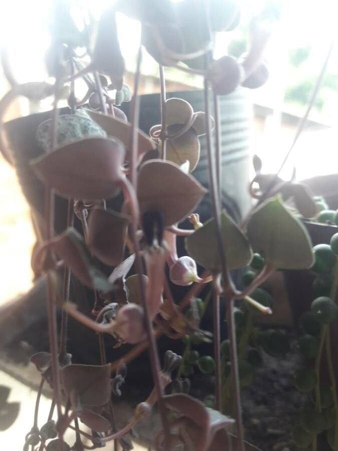 Corpuscularia lehmannii — search result for 'Eastern South Africa'