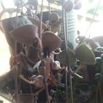 Corpuscularia lehmannii