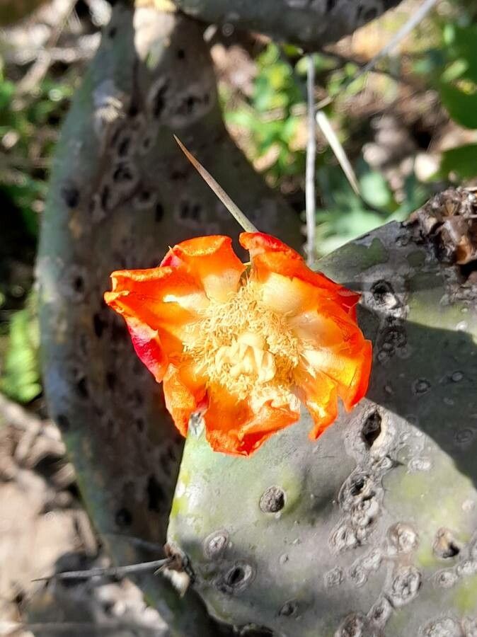 Opuntia quimilo flower