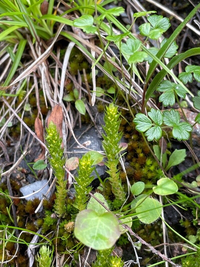 Selaginella selaginoides flower