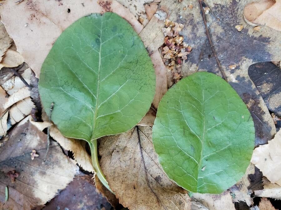 Pyrola elliptica leaf